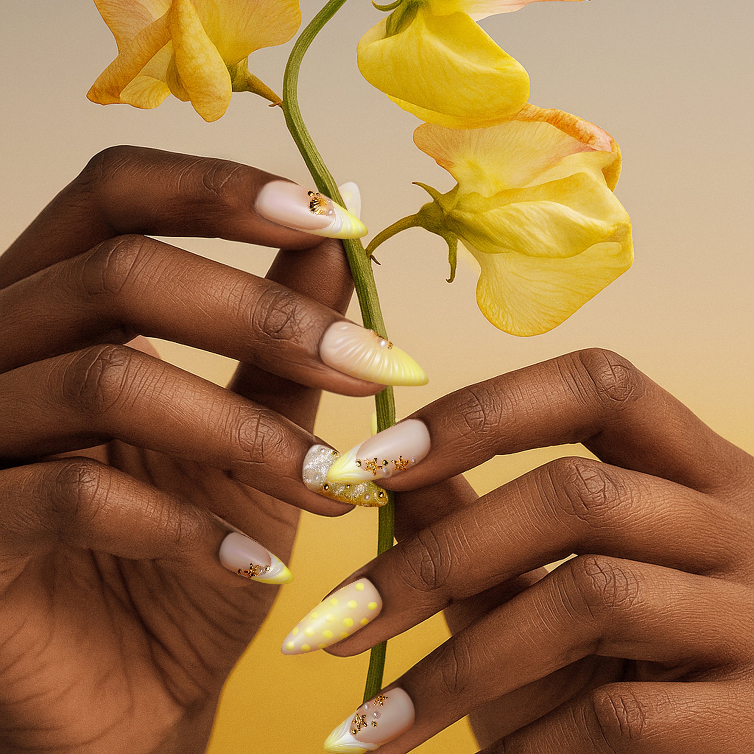 Cream Yellow Sweet Shell